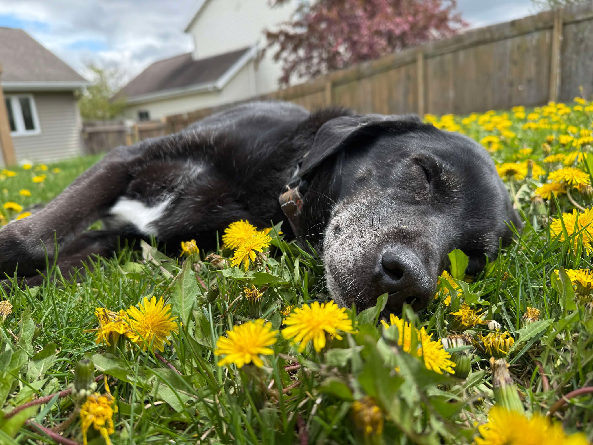 Seasonal Allergies - How Can You Help Your Pet?