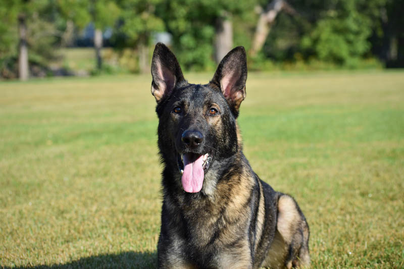 German Shepherd Dog in a field, flea and tick feature, Wondercide, Flea & Tick