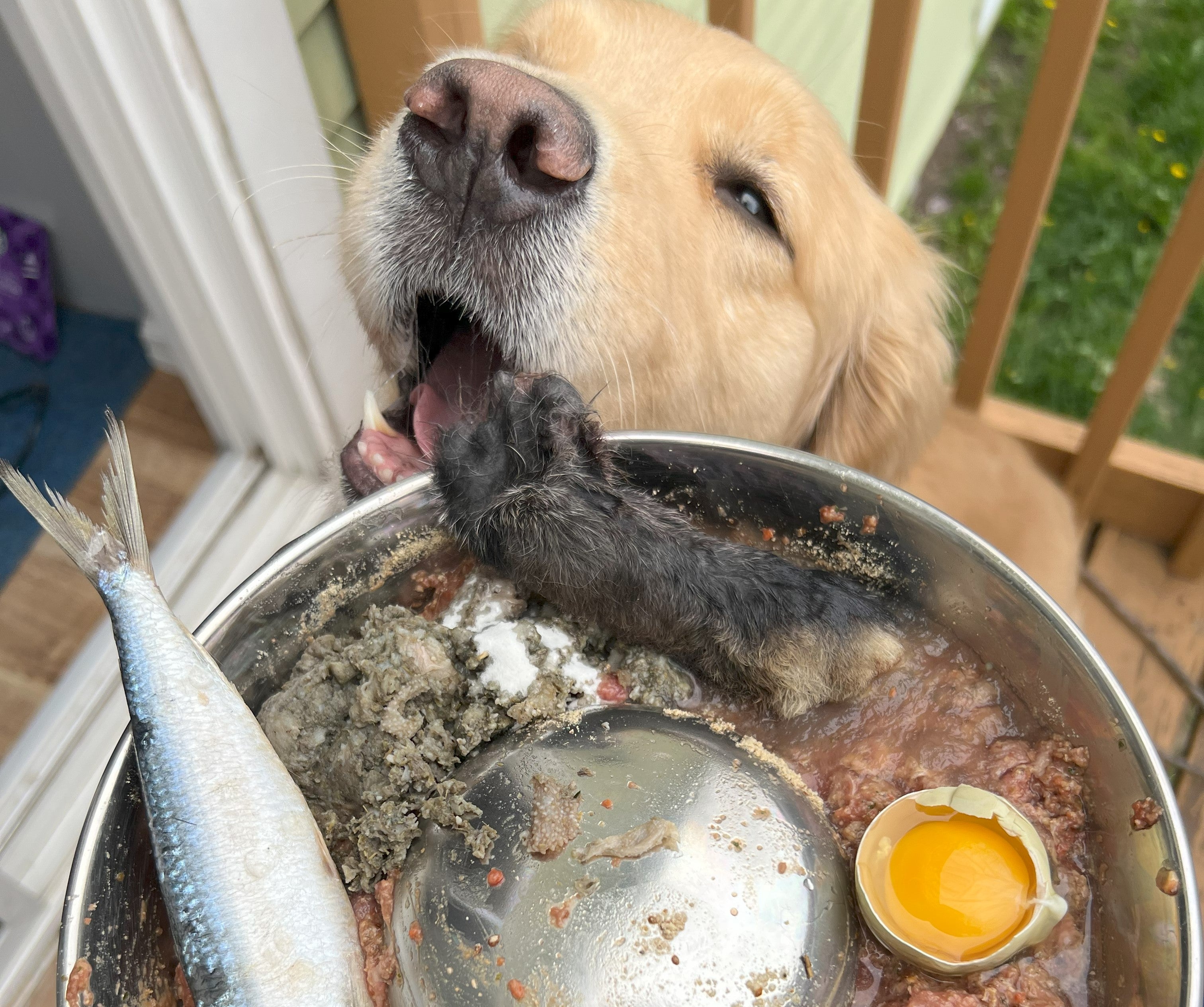 Benefits of Using a Slow Feeder for Your Pup