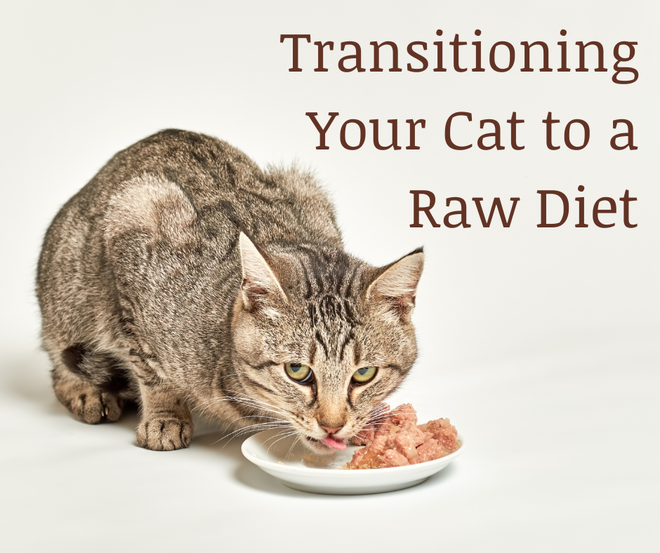 Transitioning Your Cat to a Raw Diet