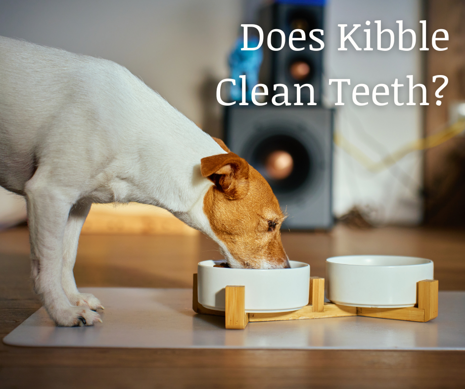 Does Kibble Clean a Dog's Teeth?