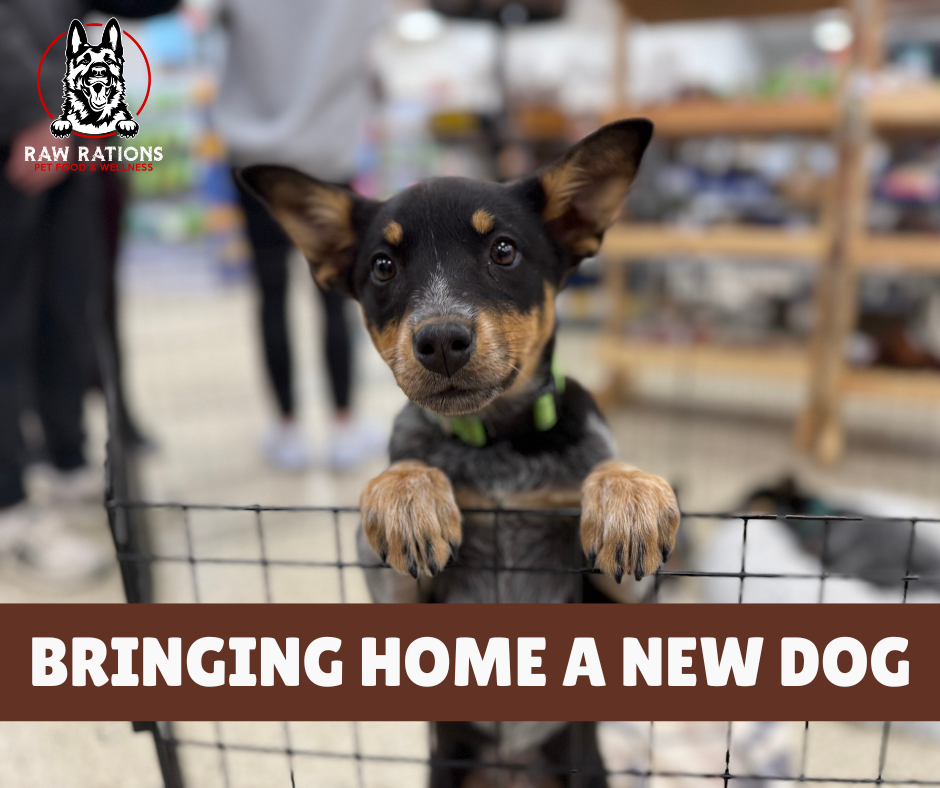 Bringing Home a New Dog