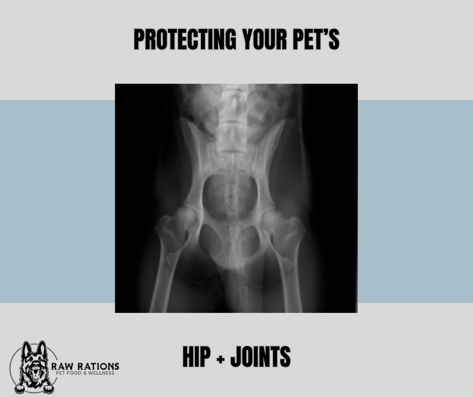 Protecting Your Pet's Joints