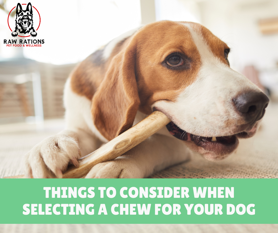 Things to Consider when Selecting a Chew for Your Dog