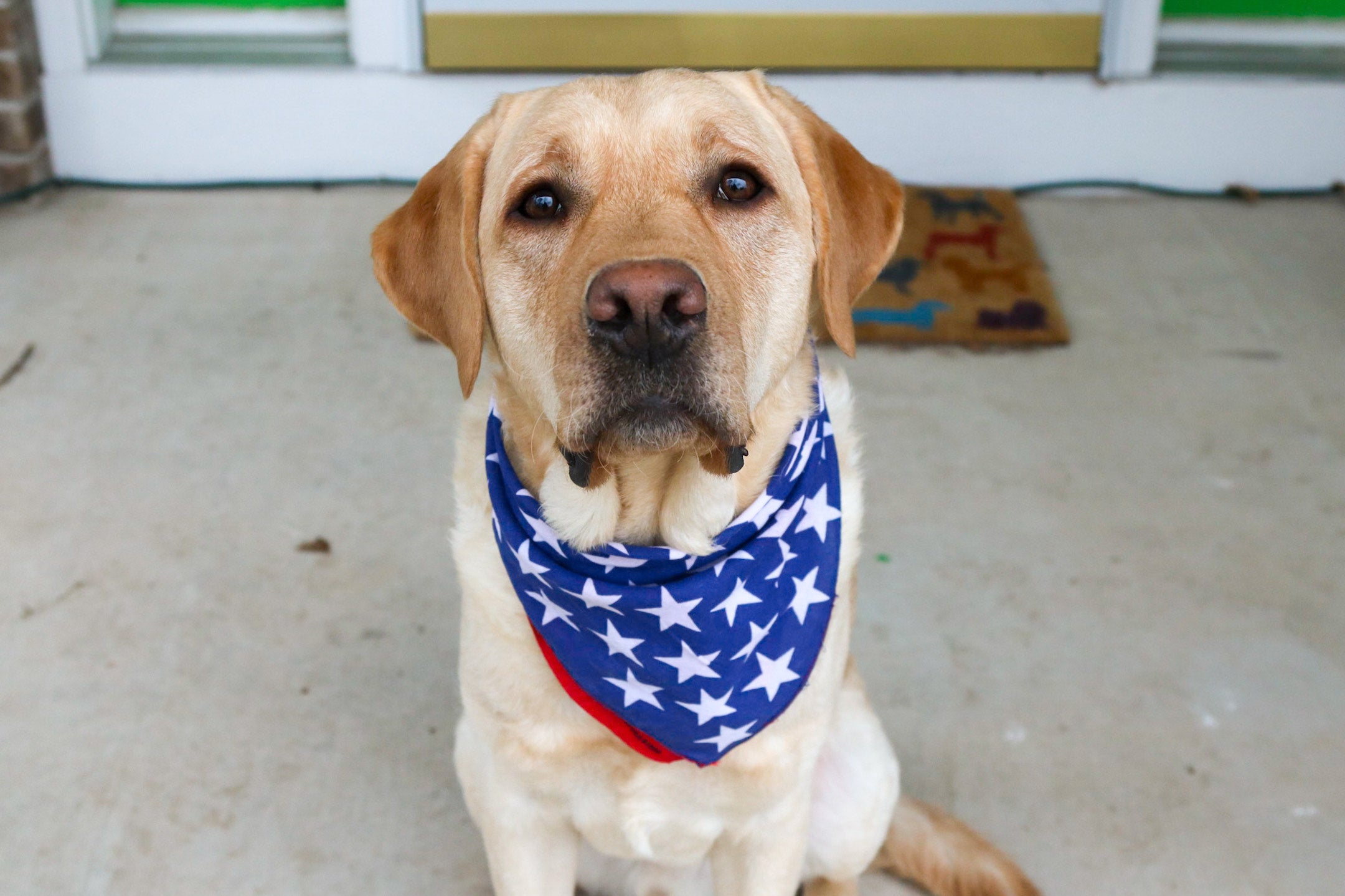 4th of July Pet Tips