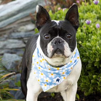 Dog Bandana Co - Bees & Daisy
