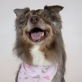 Dog Bandana Co - Birthday Girl & Gotcha Day