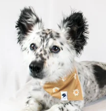 Dog Bandana Co - Daisy