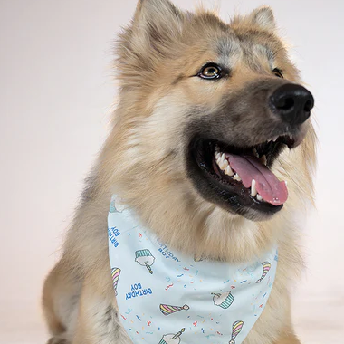 Dog Bandana Co - Birthday Boy & Gotcha Day