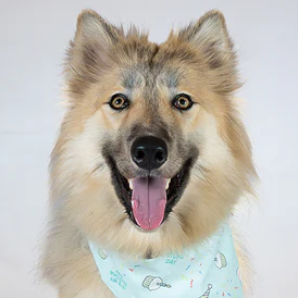 Dog Bandana Co - Birthday Boy & Gotcha Day