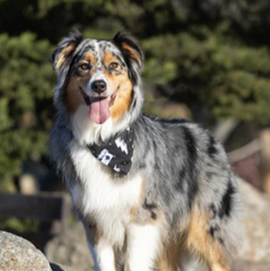 Dog Bandana Co - Blue Moon & Lightning