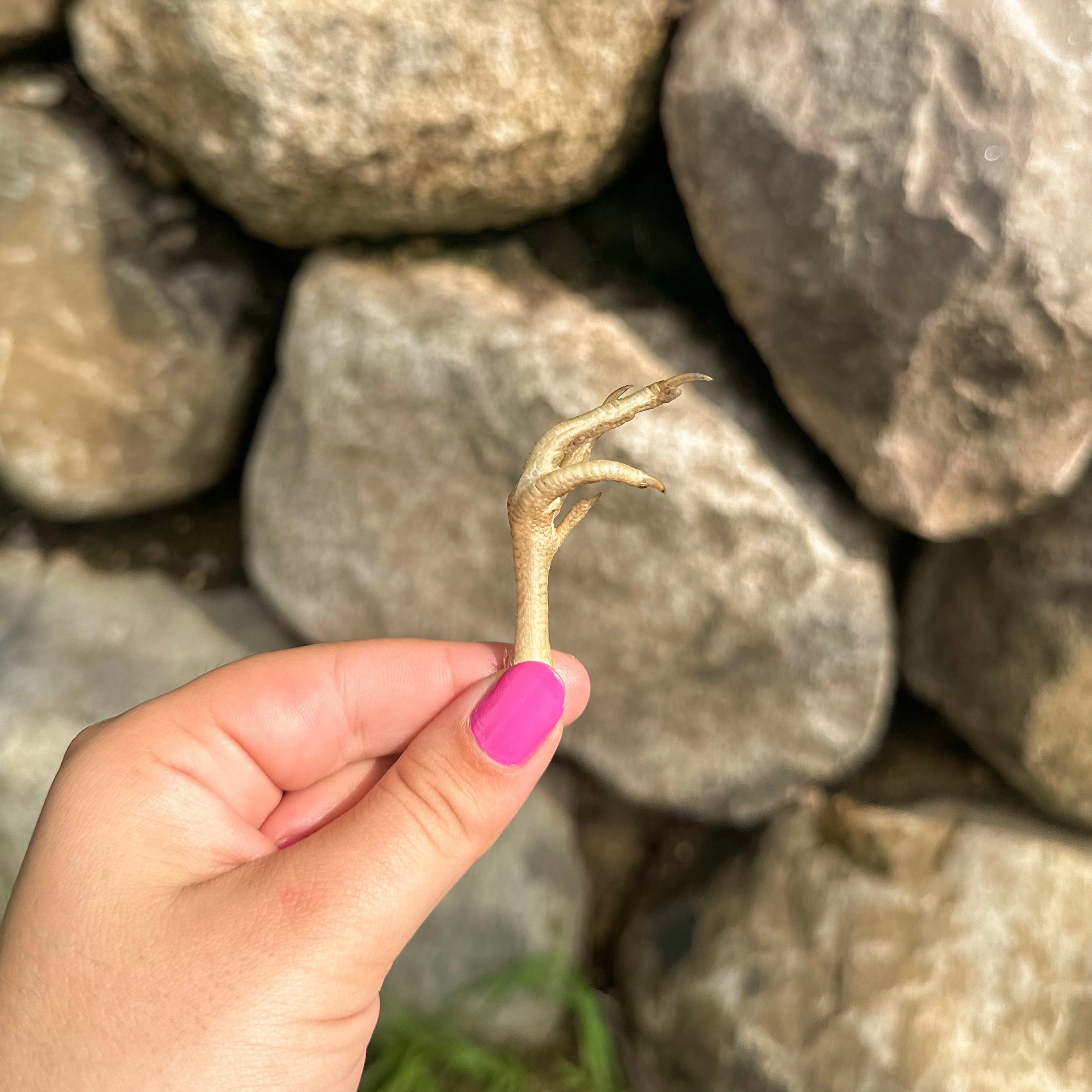 Shanny Farms Quail Foot