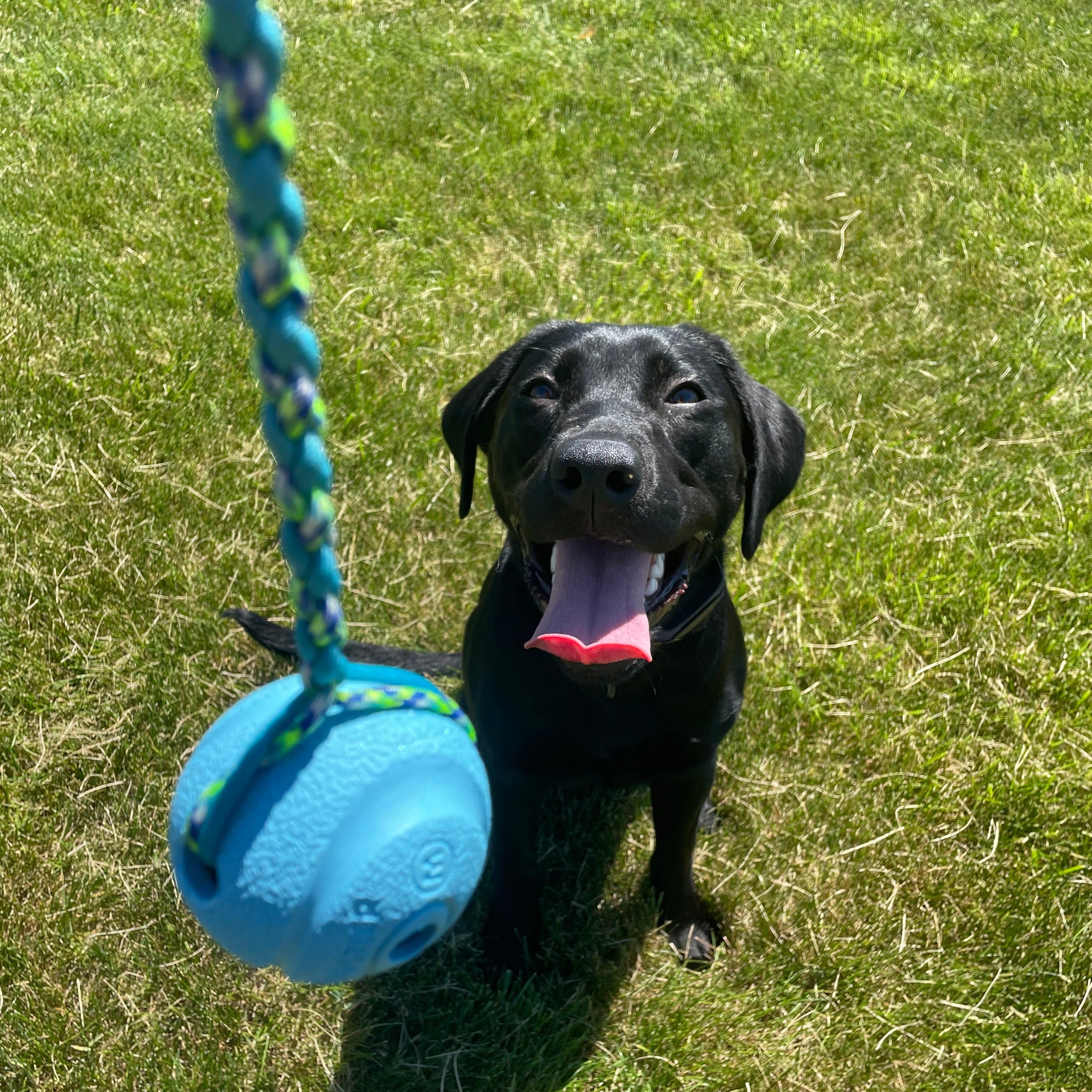 raw rations ball on a string, reward ball, sting with ball