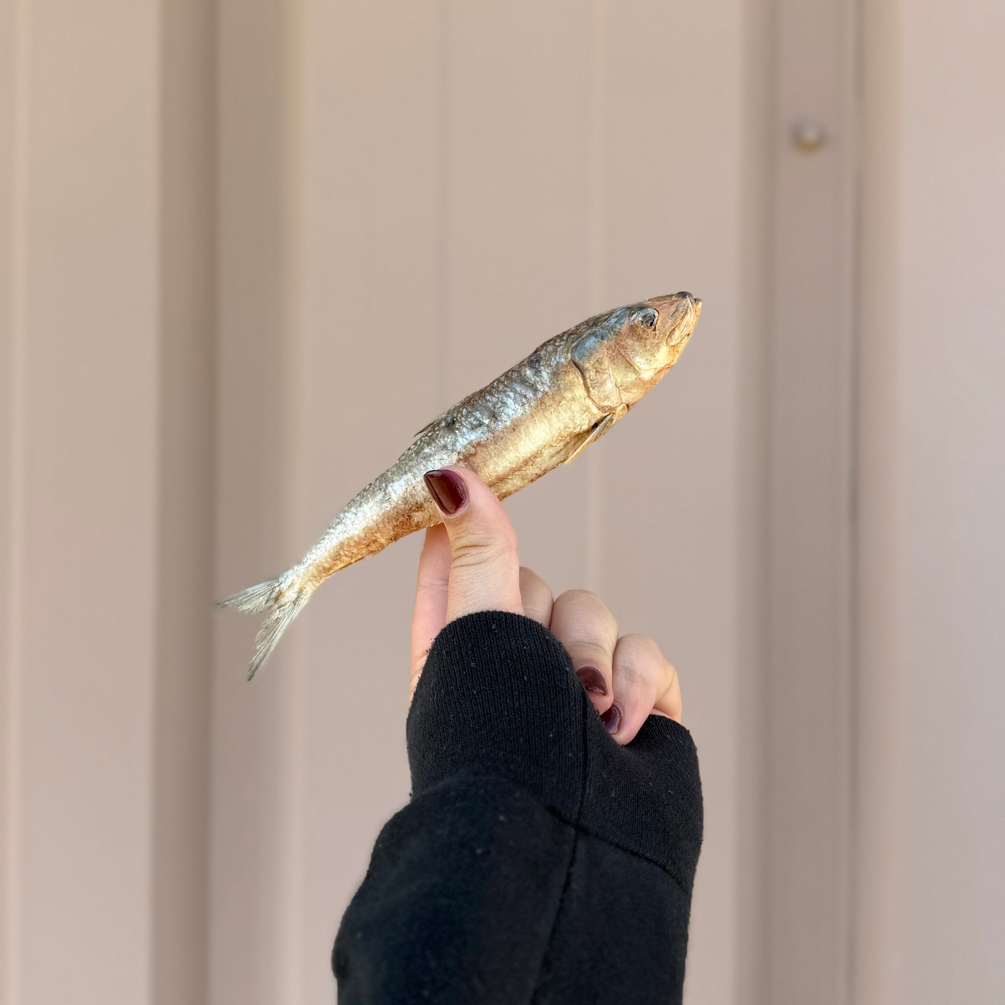 Midwest Legacy Freeze-Dried Sardine