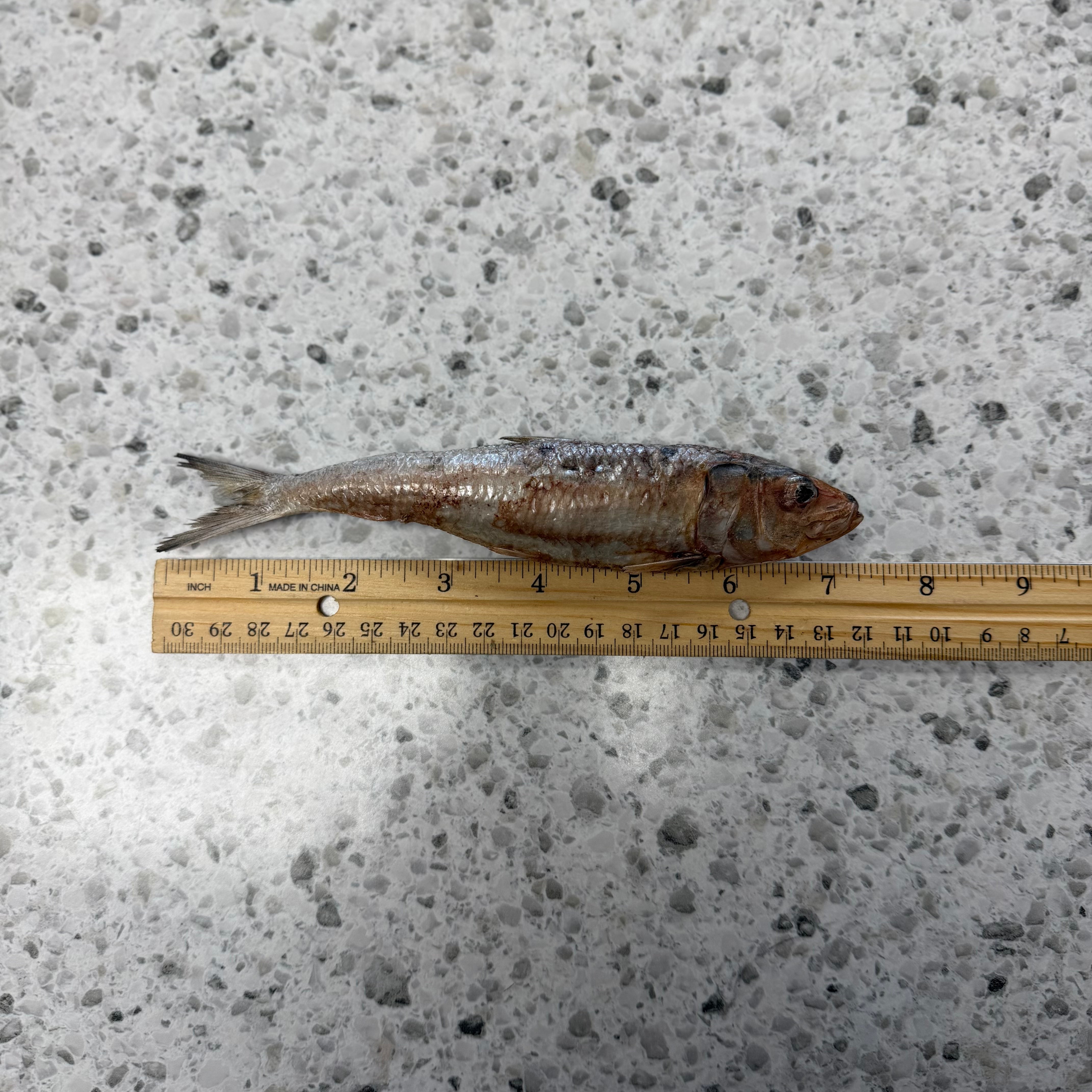 Midwest Legacy Freeze-Dried Sardine