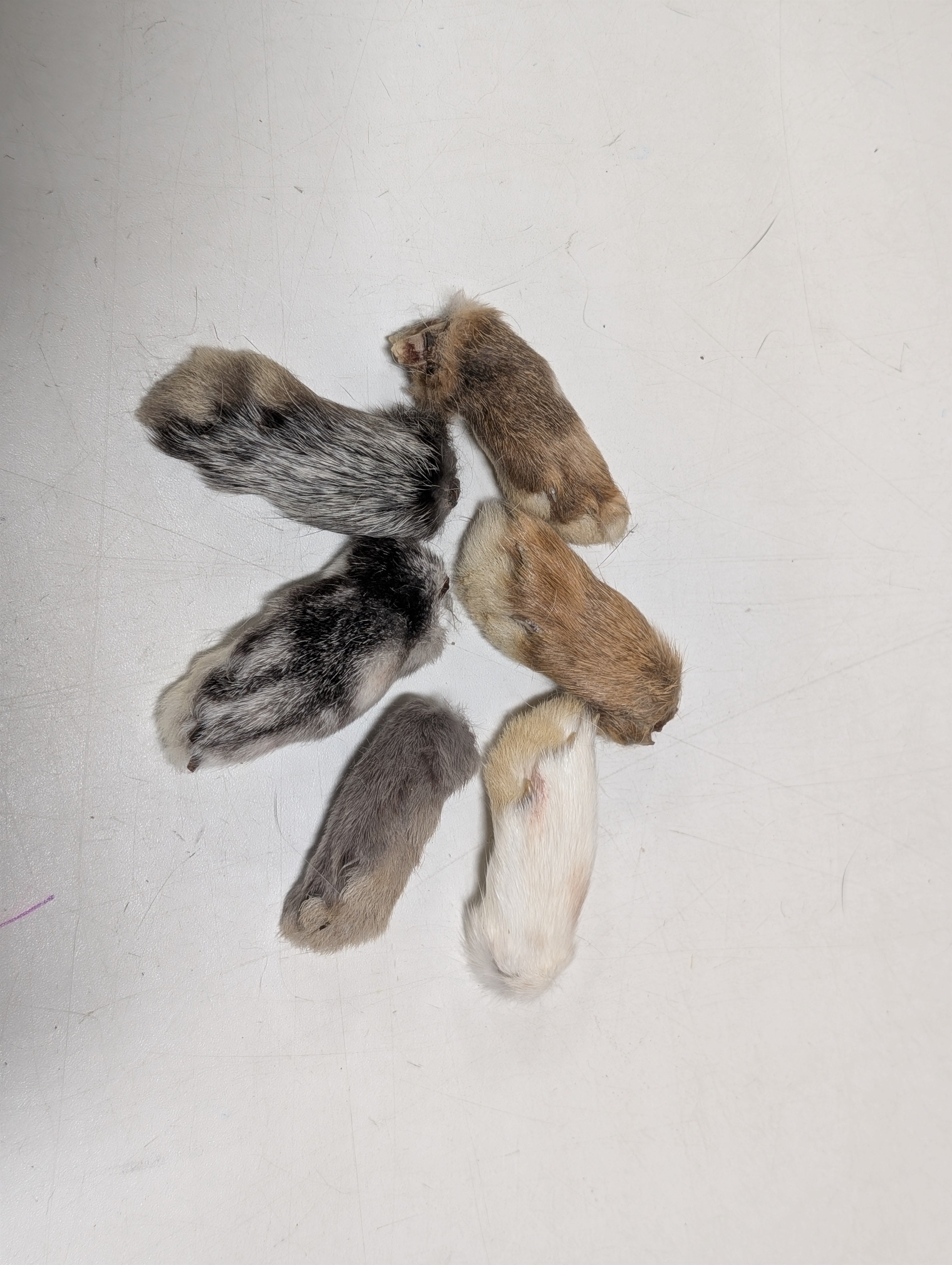 Raw Rations Rabbit Foot