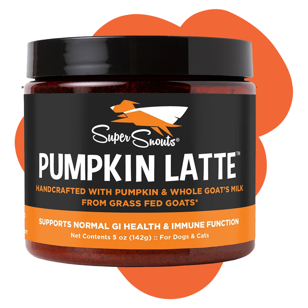 Super Snouts Pumpkin Latte