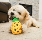 Steel Dog USA Slow Treater