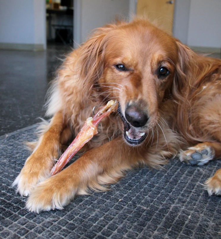Tuesday's Large Beef Tendon