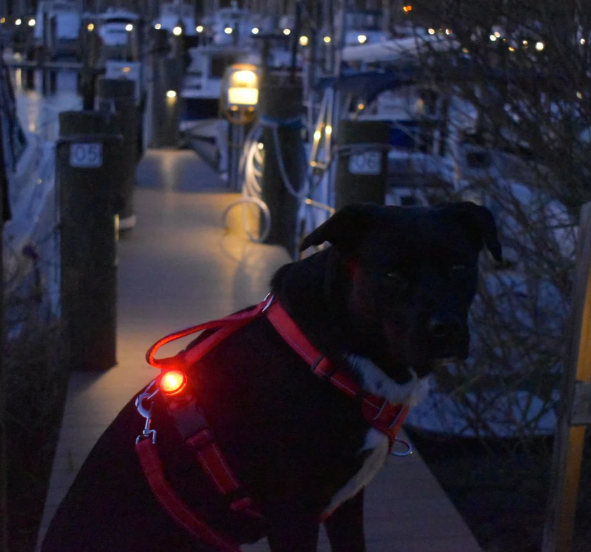 BayDog Firefly LED Safety Light