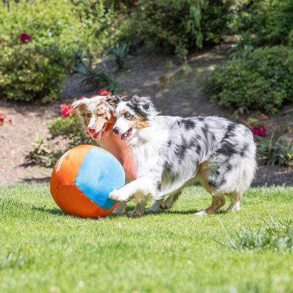 ChuckIt! Big Air Ball