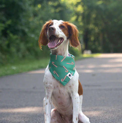 Dog Bandana Co - Lights & Candy Cane