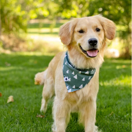 Dog Bandana Co - Santa Hats & Trees