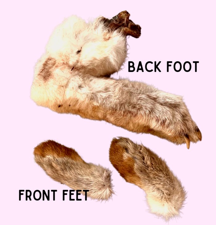 Dehydrated Rabbit Foot