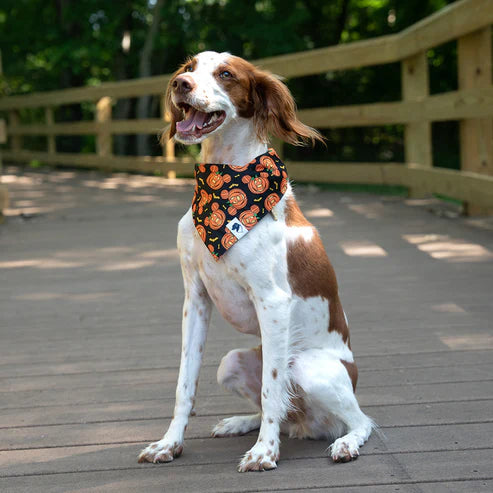 Dog Bandana Co - Fall Cookie