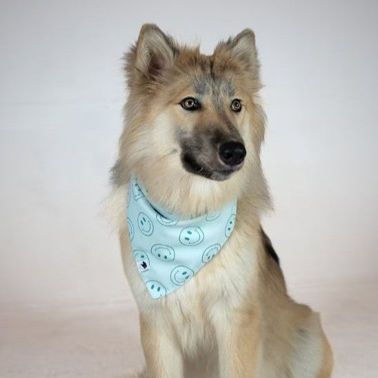 Dog Bandana Co - Smiles