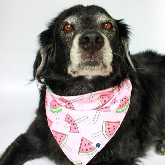 Dog Bandana Co - Watermelon & Strawberry - Large