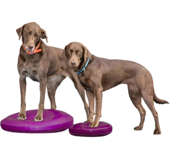 FitPaws Balance Discs - 14" Small, Razzeberry