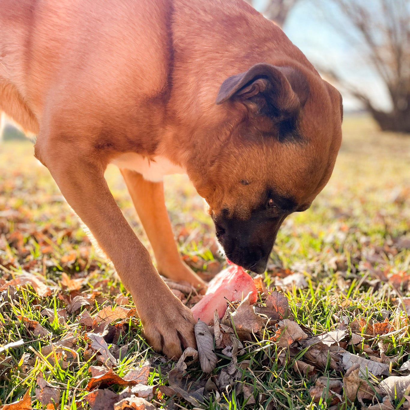 Shank Bone