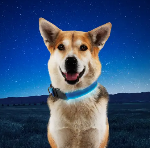 NiteIze NiteDog Rechargeable LED Collar Small