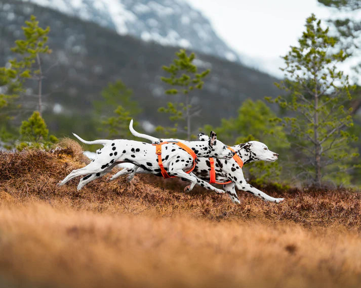 Non-Stop Dogwear Line Harness 5.0