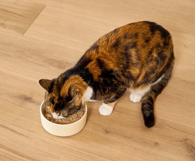 Open Farm Wild Caught Salmon Pate For Cats