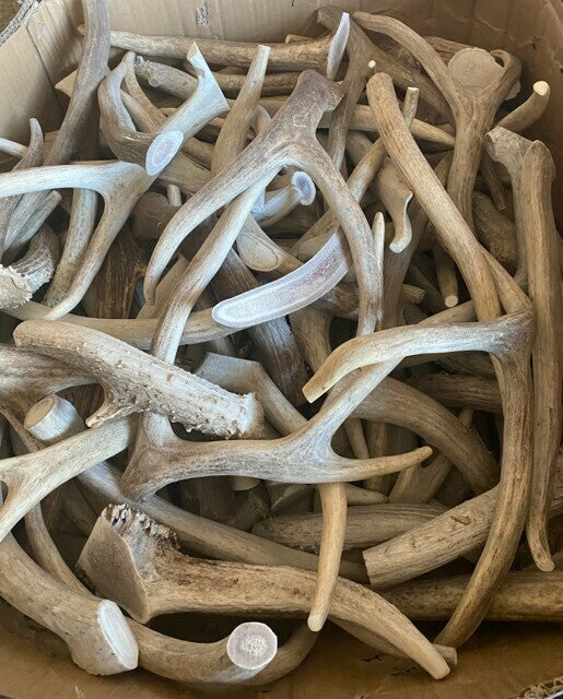 Antler Chews-Deer