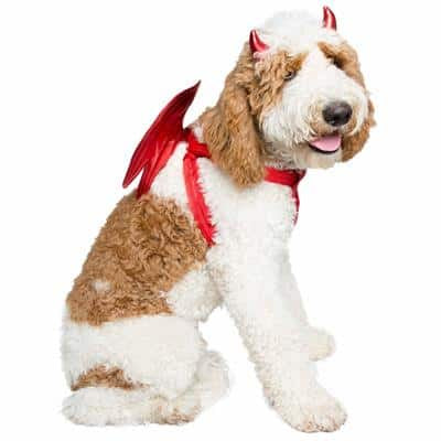 Pet Krewe Devil Costume