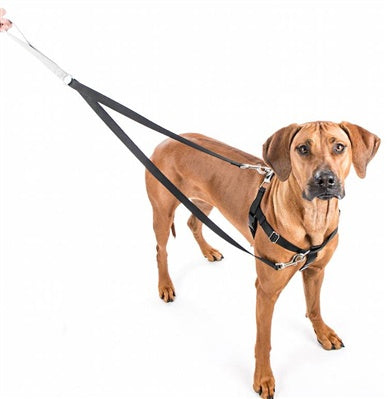 2 hounds, dog harness, raw rations, no pull harness