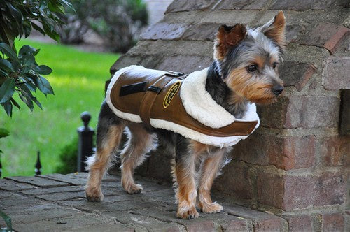 Doggie Design Leather Bomber Jacket and Leash