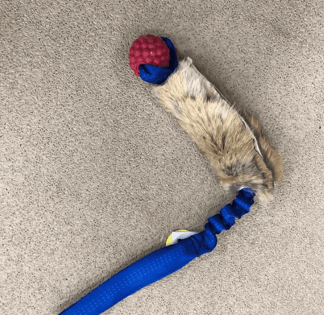 Bungee Raspberry Rabbit Tug