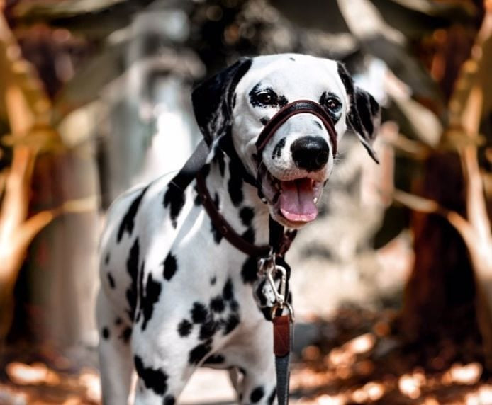 Dog halti hot sale head collar