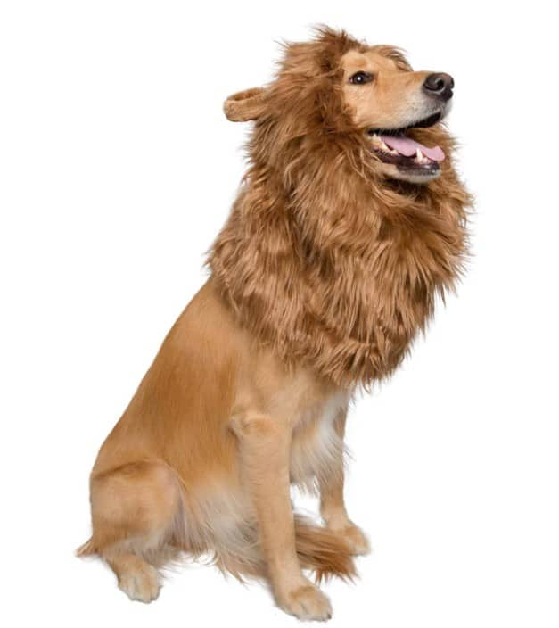 Pet Krewe Lion Mane Costume