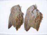 Wild Pheasant Wings