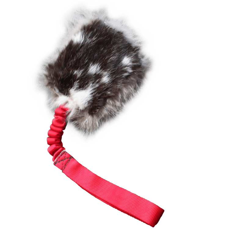 Predator/Prey Coyote/Rabbit bungee tug