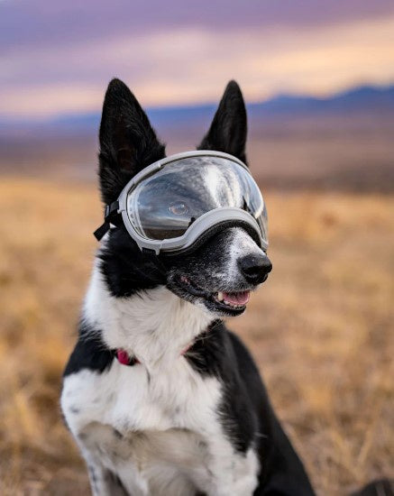 canine goggles Rex Specs Goggles