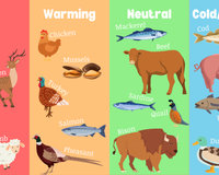 Intro to Warm and Cool Pets and Proteins