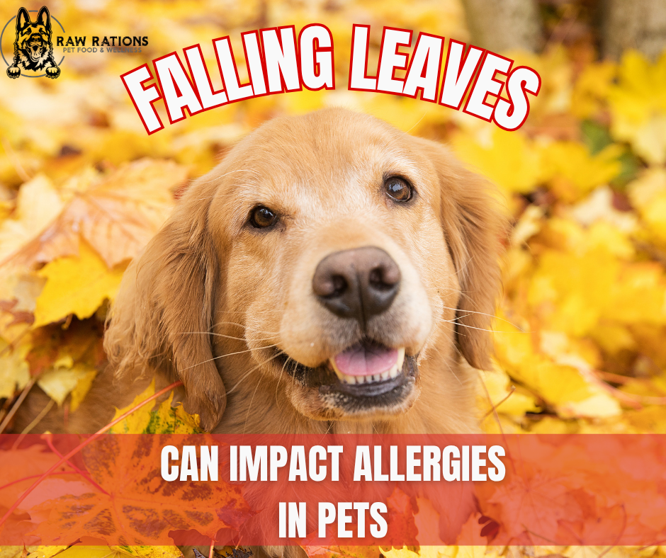 Falling Leaves + Seasonal Allergies