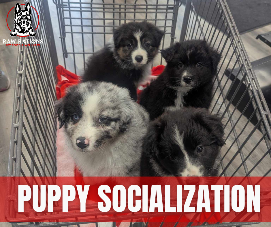 Proper Puppy Socialization