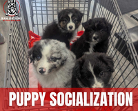 Proper Puppy Socialization